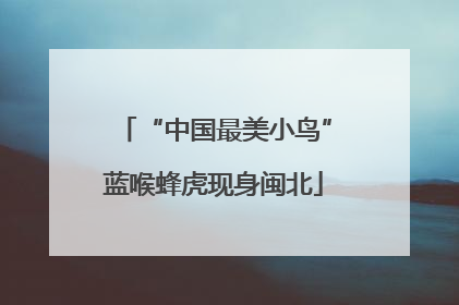 “中国最美小鸟”蓝喉蜂虎现身闽北
