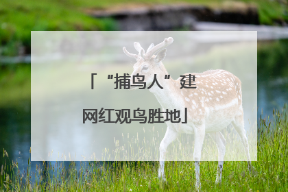 “捕鸟人”建网红观鸟胜地