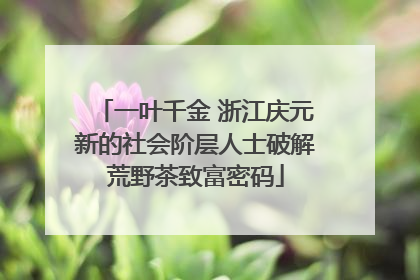 一叶千金 浙江庆元新的社会阶层人士破解荒野茶致富密码