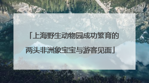 上海野生动物园成功繁育的两头非洲象宝宝与游客见面