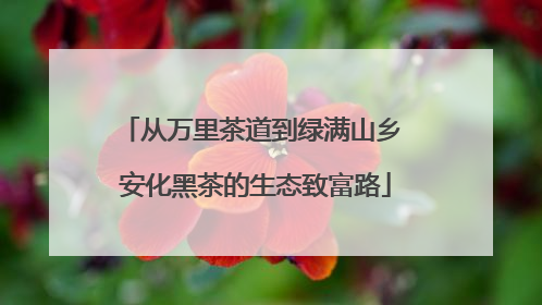 从万里茶道到绿满山乡 安化黑茶的生态致富路