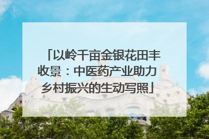 以岭千亩金银花田丰收景：中医药产业助力乡村振兴的生动写照