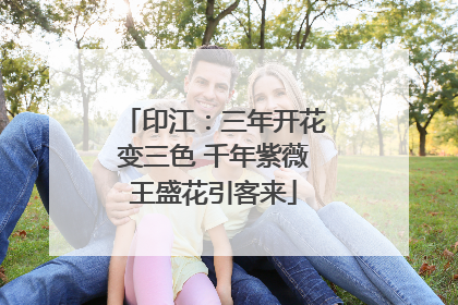 印江：三年开花变三色 千年紫薇王盛花引客来