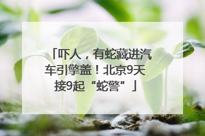 吓人，有蛇藏进汽车引擎盖！北京9天接9起“蛇警”