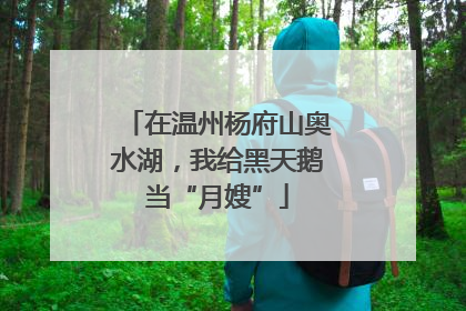 在温州杨府山奥水湖，我给黑天鹅当“月嫂”