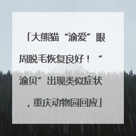 大熊猫“渝爱”眼周脱毛恢复良好！“渝贝”出现类似症状，重庆动物园回应