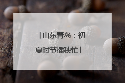 山东青岛：初夏时节插秧忙