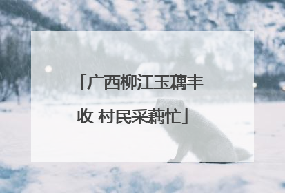 广西柳江玉藕丰收 村民采藕忙