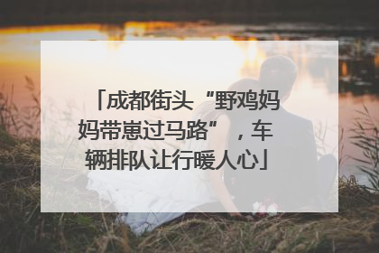成都街头“野鸡妈妈带崽过马路”，车辆排队让行暖人心