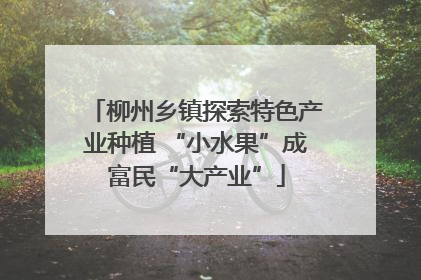 柳州乡镇探索特色产业种植 “小水果”成富民“大产业”