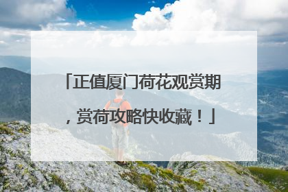 正值厦门荷花观赏期，赏荷攻略快收藏！