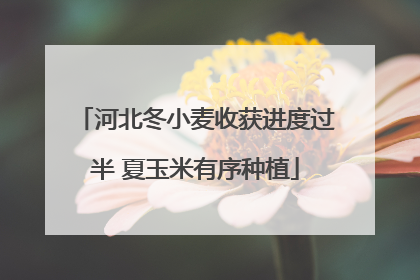 河北冬小麦收获进度过半 夏玉米有序种植