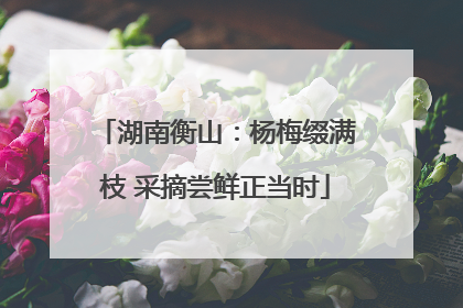 湖南衡山：杨梅缀满枝 采摘尝鲜正当时