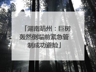 湖南靖州：巨树轰然倒塌前紧急管制成功避险