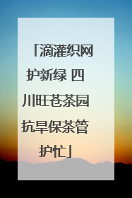 滴灌织网护新绿 四川旺苍茶园抗旱保茶管护忙