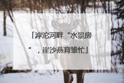 滹沱河畔“水景房”，崖沙燕育雏忙