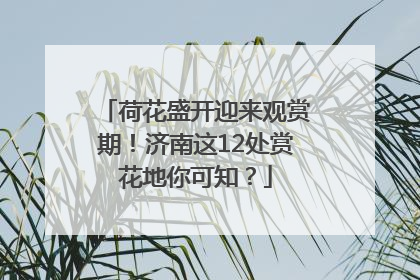 荷花盛开迎来观赏期！济南这12处赏花地你可知？