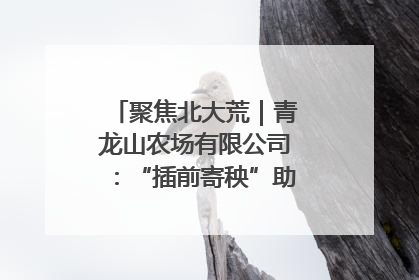 聚焦北大荒｜青龙山农场有限公司：“插前寄秧”助力农业节本增效