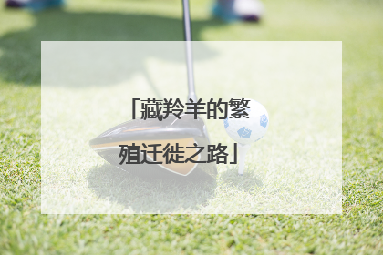 藏羚羊的繁殖迁徙之路