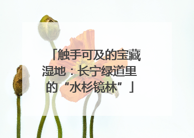 触手可及的宝藏湿地：长宁绿道里的“水杉镜林”