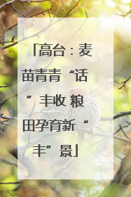 高台：麦苗青青“话”丰收 粮田孕育新“丰”景