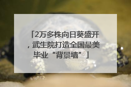 2万多株向日葵盛开，武生院打造全国最美毕业“背景墙”